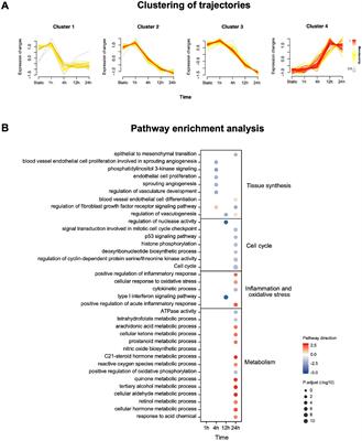 Enhanced external counterpulsation improves dysfunction of forearm muscle caused by radial artery occlusion